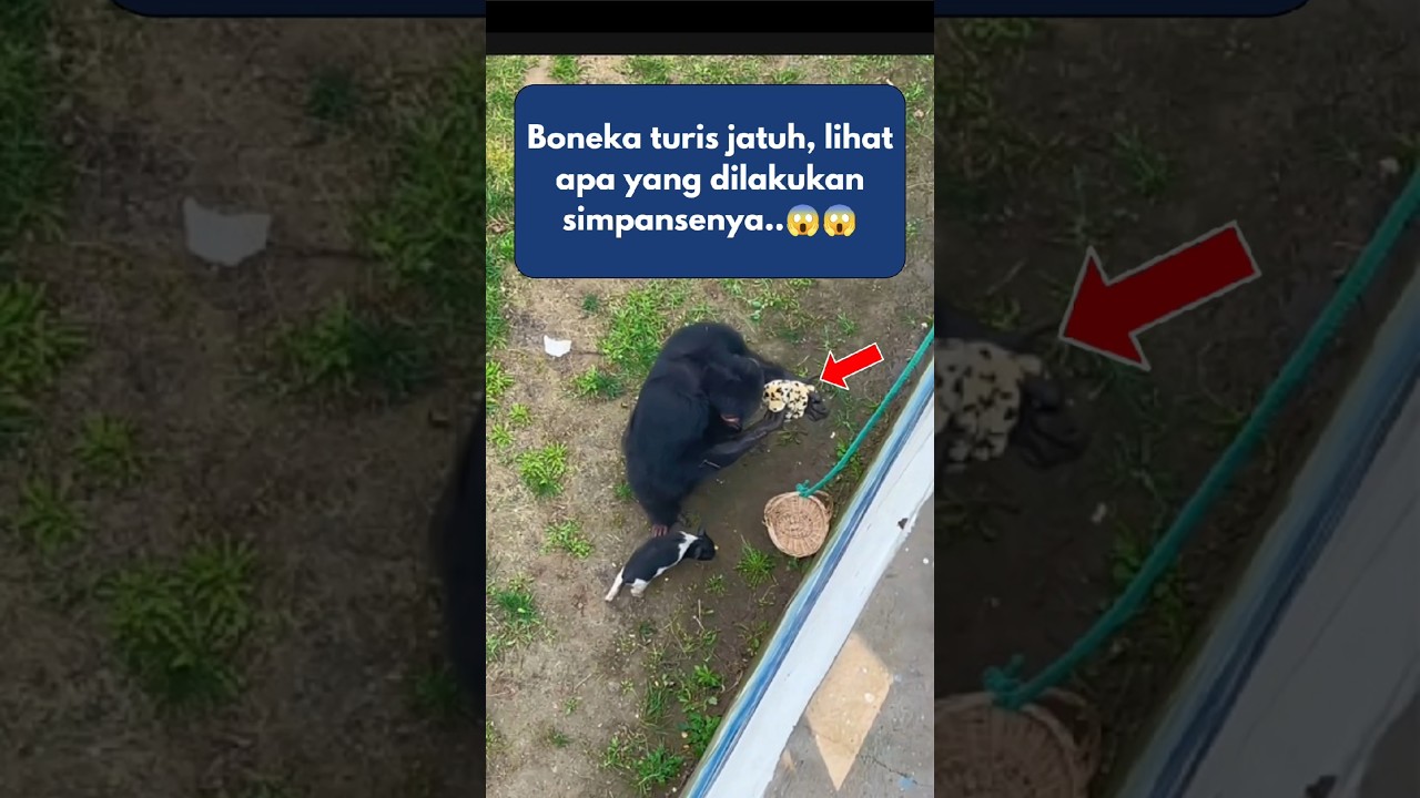 Simpanse yang Baik Hati