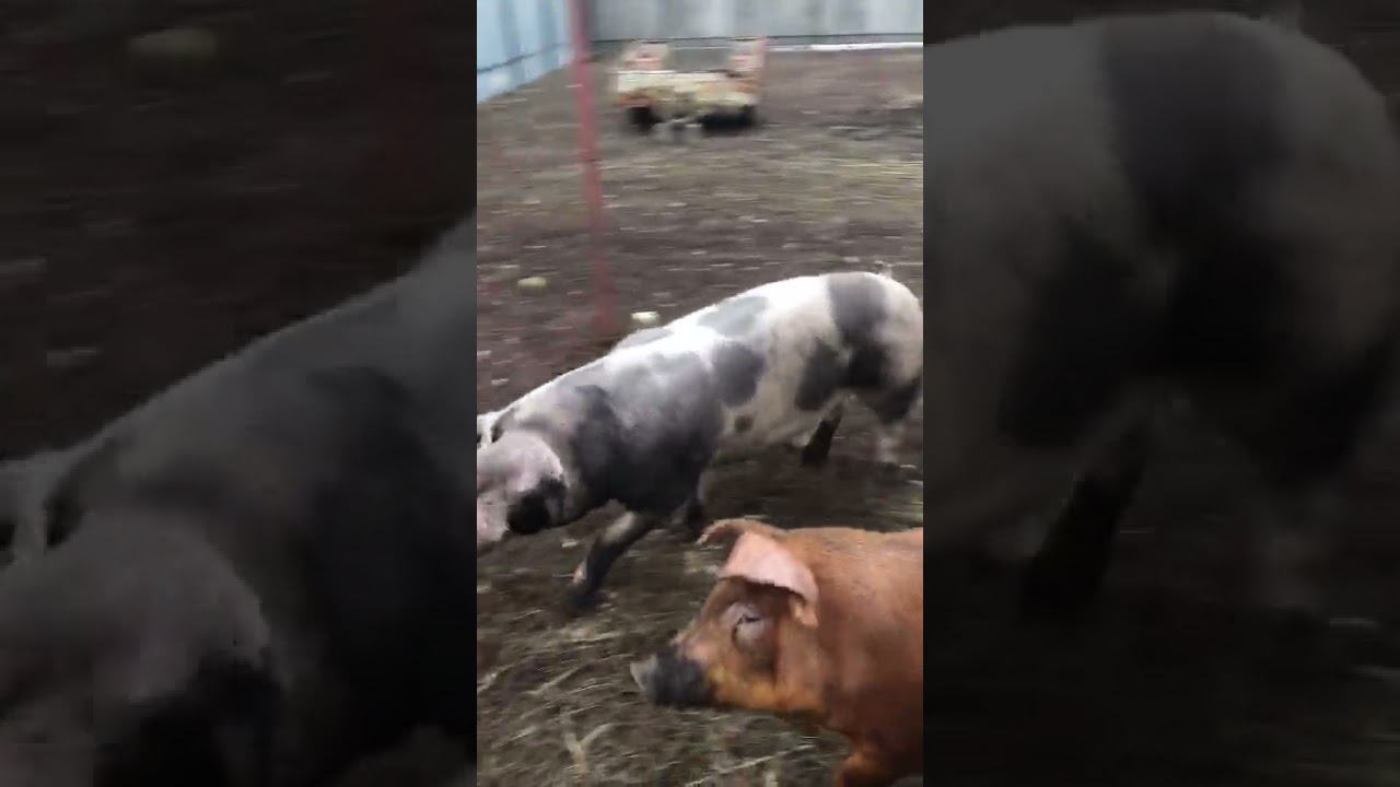 дюрки и пьетрен#новое направление#