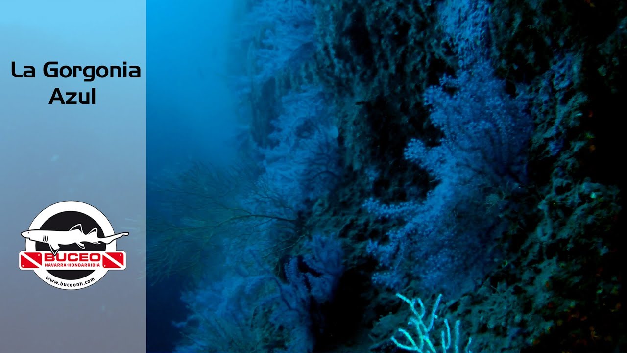 La Gorgonia Azul - 17-04-2016 | Buceo Hondarribia