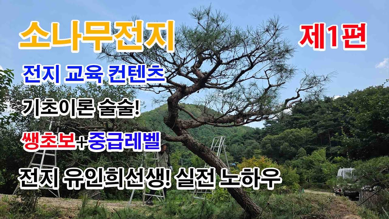 쌩초보들을 위한 소나무 전지 요령 소나무전지 실전 노하우 제1편