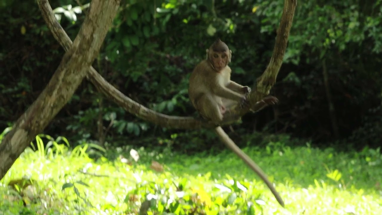 Peck Monkey and Monkey saxon sit on Root tree