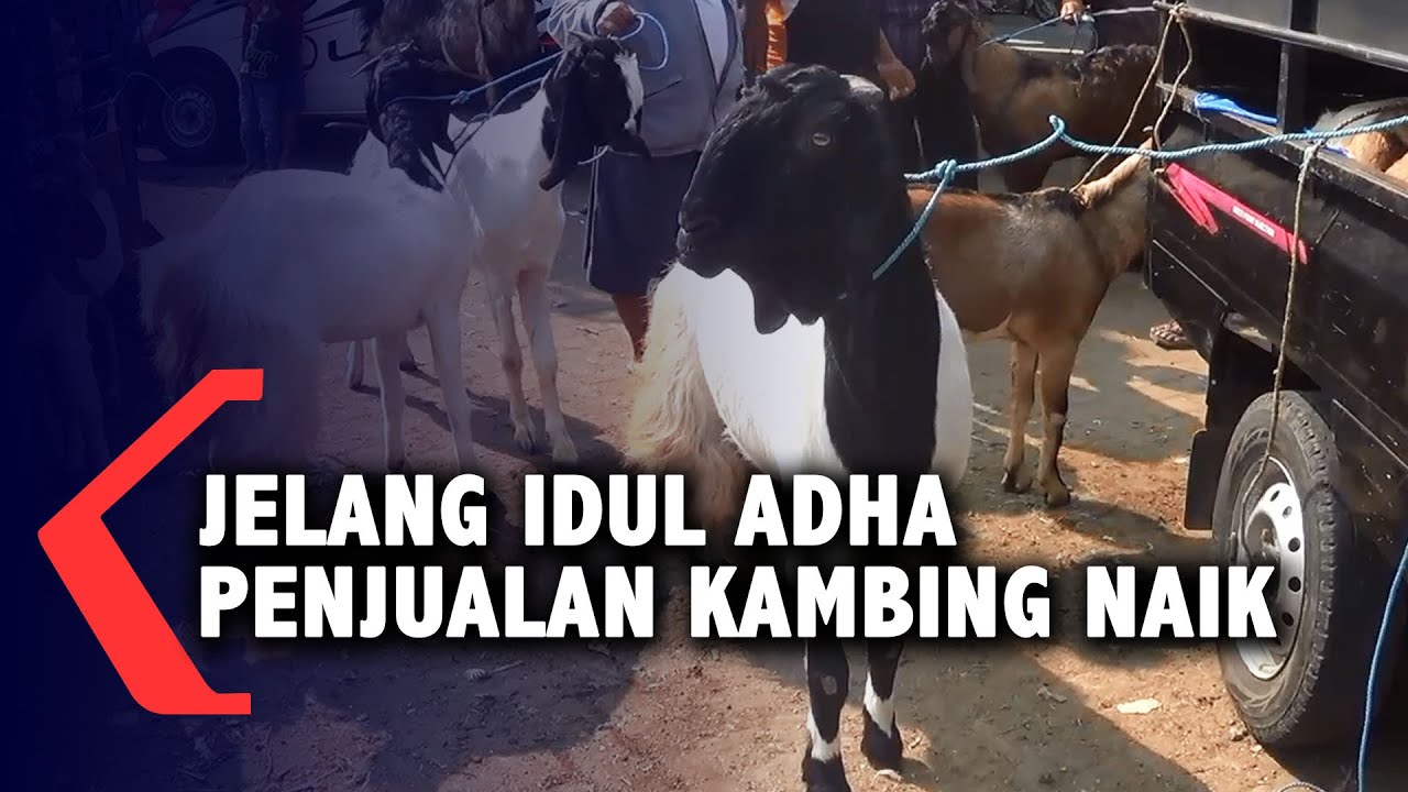 Jelang Idul Adha, Penjualan Kambing Meningkat Drastis