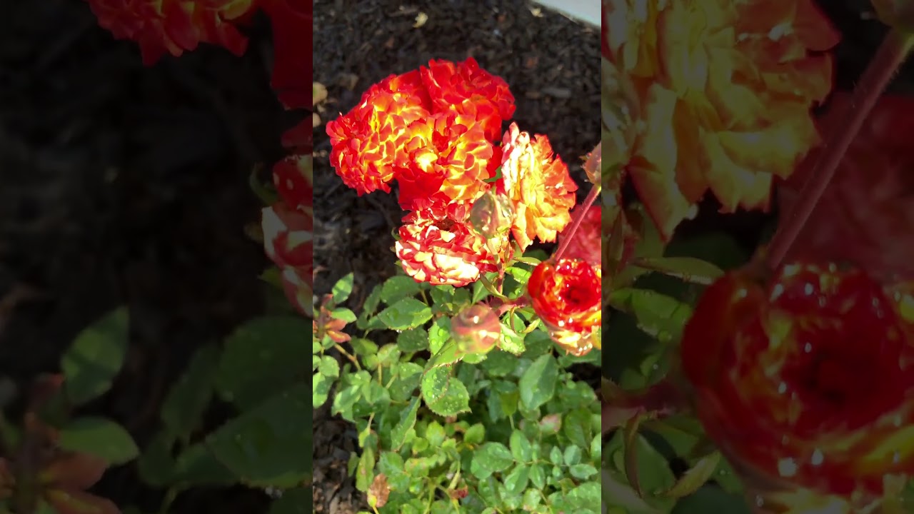 Charisma Rose ❤️❤️❤️#charismarose#plants#flowers#colorredblend#