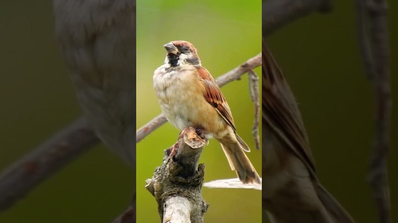 Sparrow #shorts #wildlife #bird #birdwatching #photography #cambodia