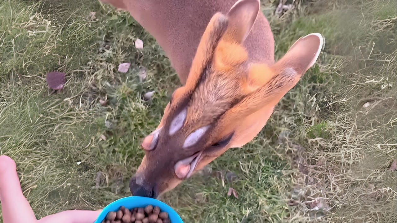 Олень мунтжак 🦌 Милый или жуткий?