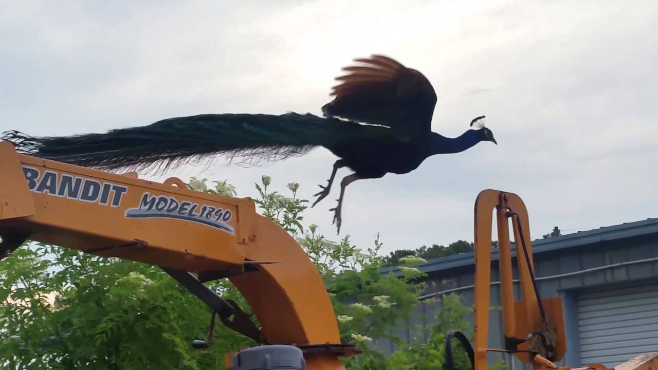 Peafowl (peacocks) must see before owning one facts