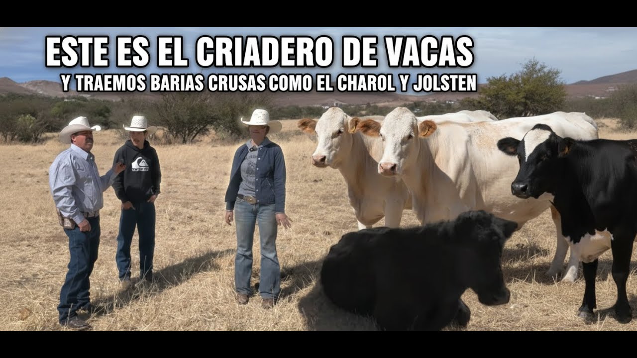 ESTE ES EL CRIADERO DE VACAS Y TRAEMOS BARIAS CRUSAS COMO EL CHAROL Y JOLSTEN