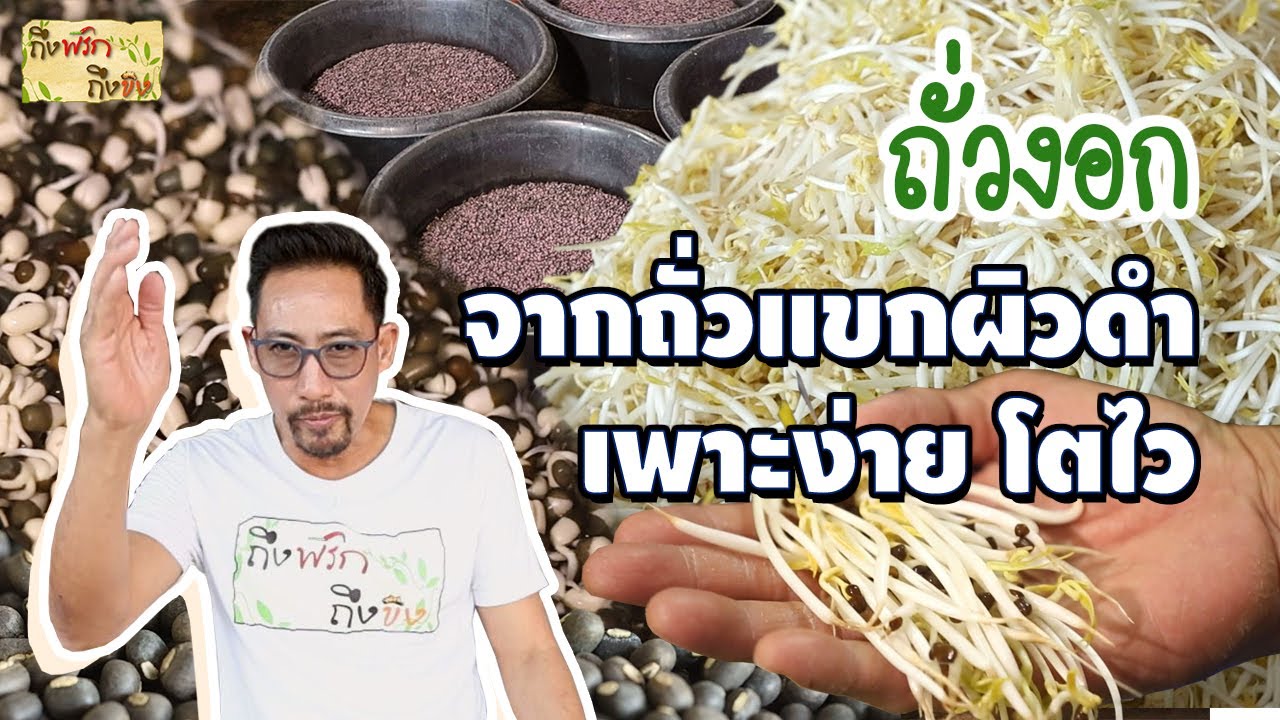 ถั่วงอก จากถั่วแขกผิวดำ เพาะง่ายโตไว I ถึงพริกถึงขิง