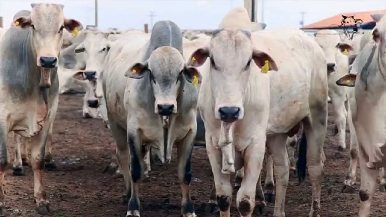 Confinamento São Lucas: inovação tecnológica e boas práticas de manejo