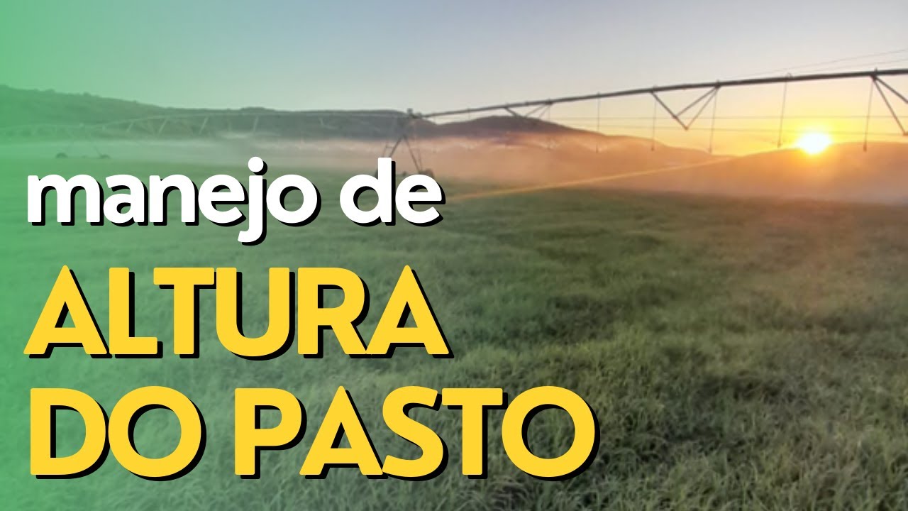 Manejo na Altura de Pastejo Em Gramas-Bermudas (Tifton, Coastcross, Jiggs e Florakirk) Ep#147