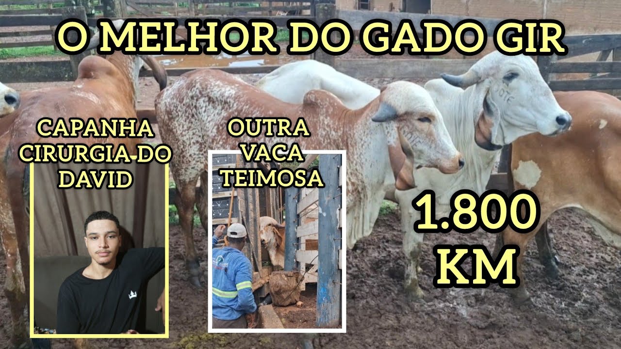 Uberaba, capital do Zebu!🚚🚚🚚