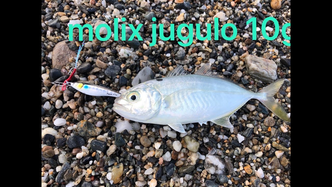 La mia tecnica ad ultralight Fishing Molix Jugulo 10g