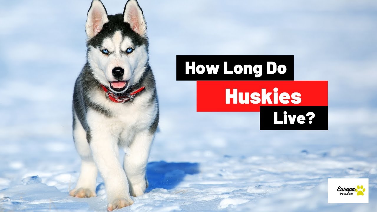 How Long Do Huskies Live? Husky Lifespan