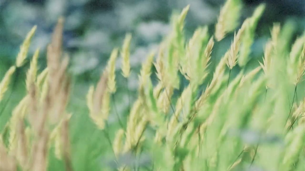 Mora Alfmarsson - Until We See Again