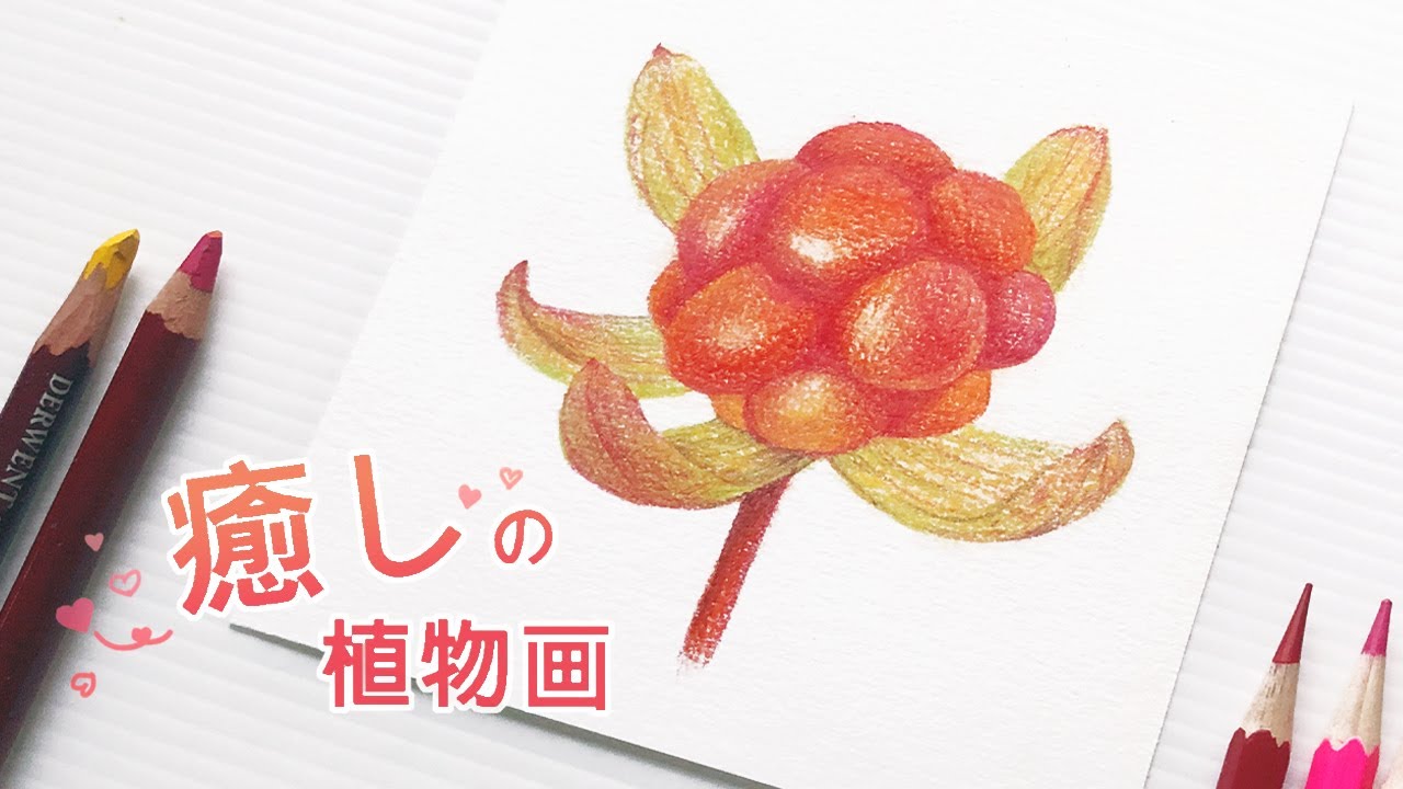 #101《粉彩畫植物 / 雲梅》粉彩 + 色鉛筆