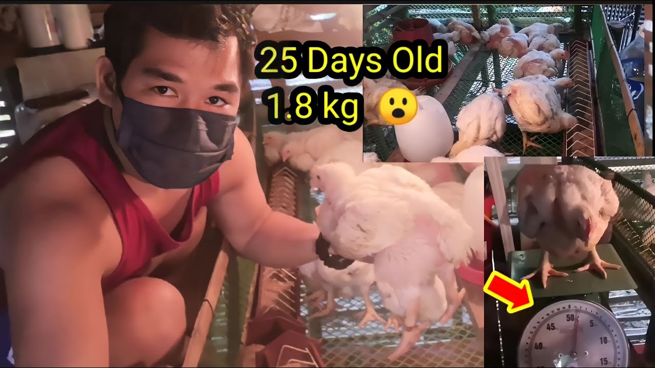 25 DAYS OLD NA BROILER CHICKEN ABOT NA NANG 1.8kg | ANO QNG TAMANG PARAAN SA PAG PAPALAKI.