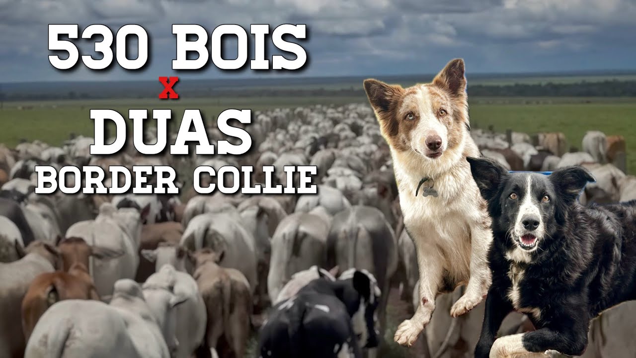 Você não vai acreditar no que essas 2 Border Collies fizeram com 530 bois - EP 35