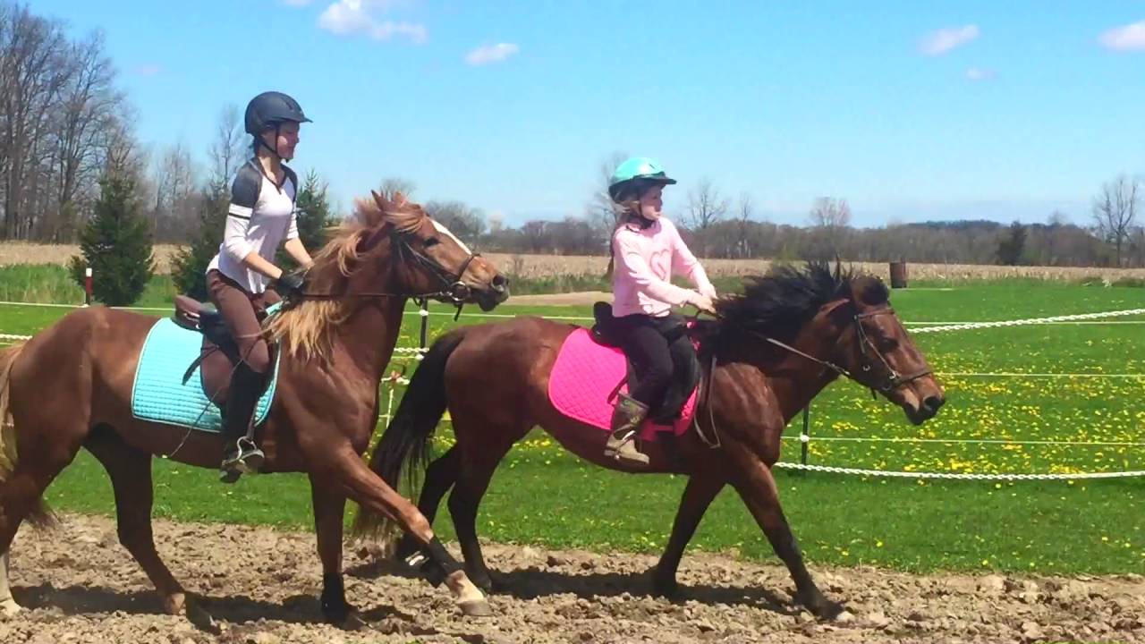 My Young Horses Progress |2015-2016