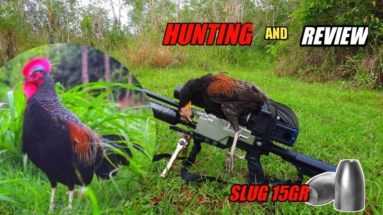 Berburu Ayam Hutan .Hunting and review  Hummer x tactical slug 15gr