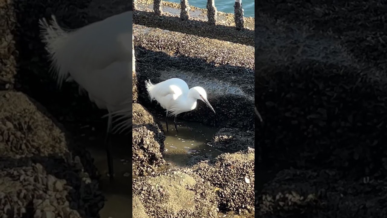 コサギの足ゆすり漁法 Little egret catching a fish #隅田川 #コサギ