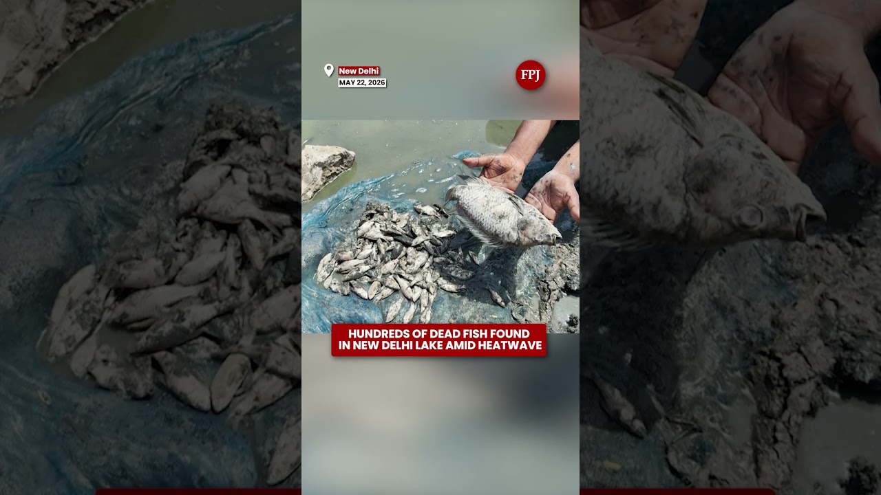 Delhi Heatwave Dead Fish Wash Up Along Sanjay Lake Banks