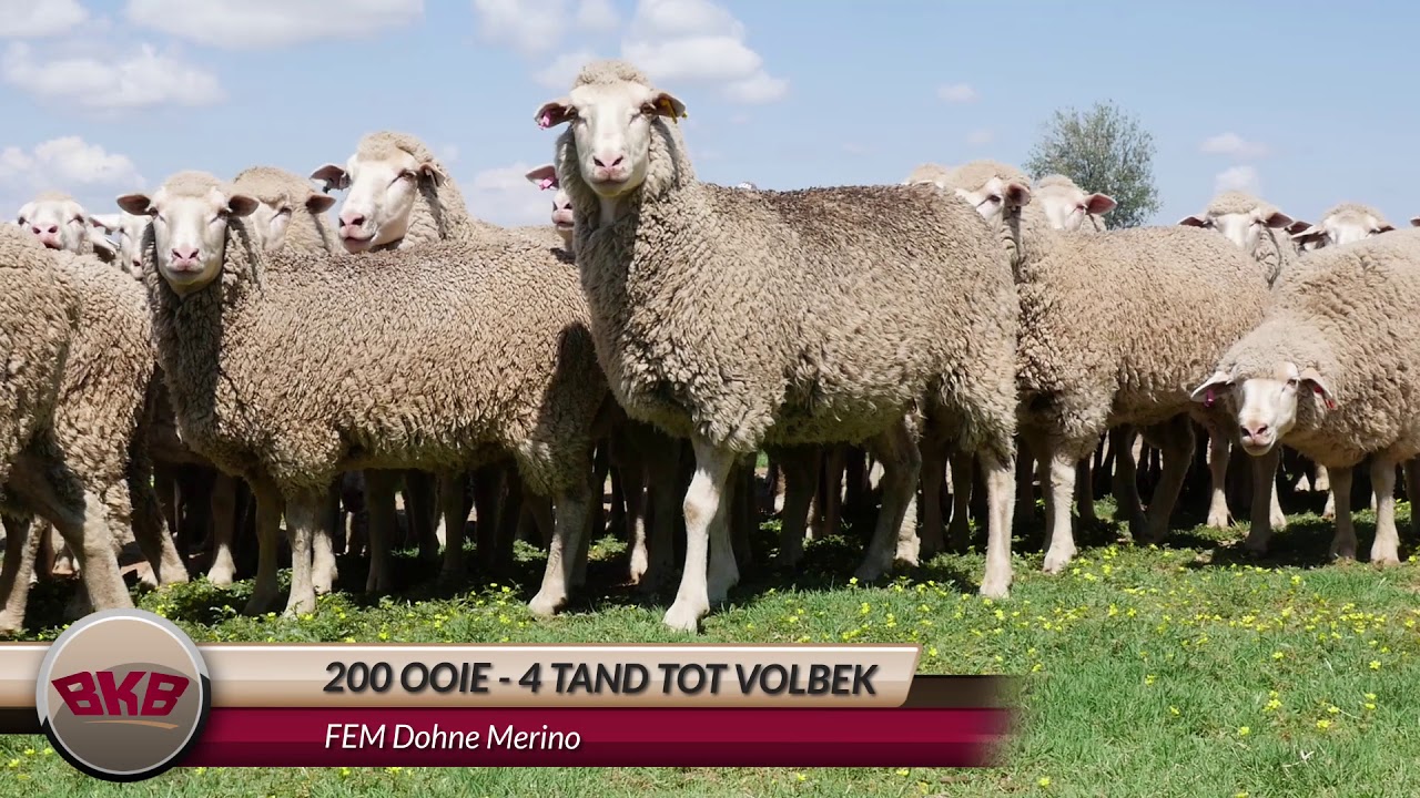 FEM Dohne Merino | Invitation to auction