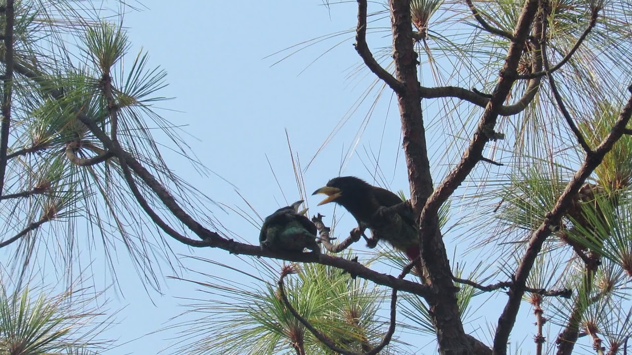 The Great Barbet