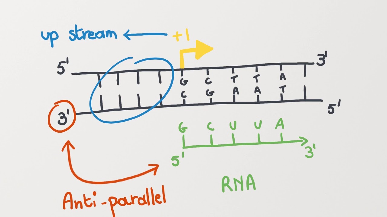 LS1a LowDown Movies: Transcription-coding and template strands