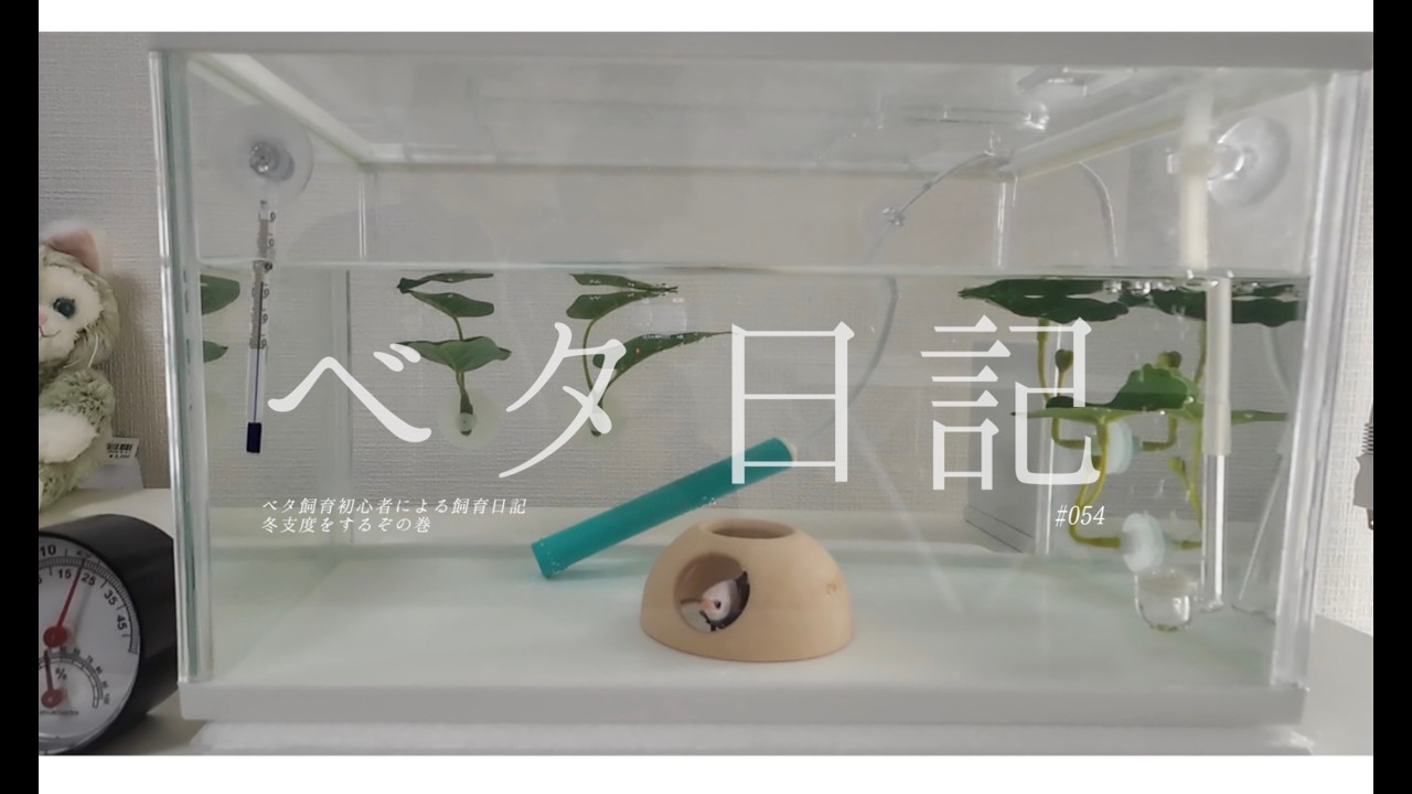 【#ベタ 日記54】不器用な飼い主、ゴルシのために冬支度をするの巻