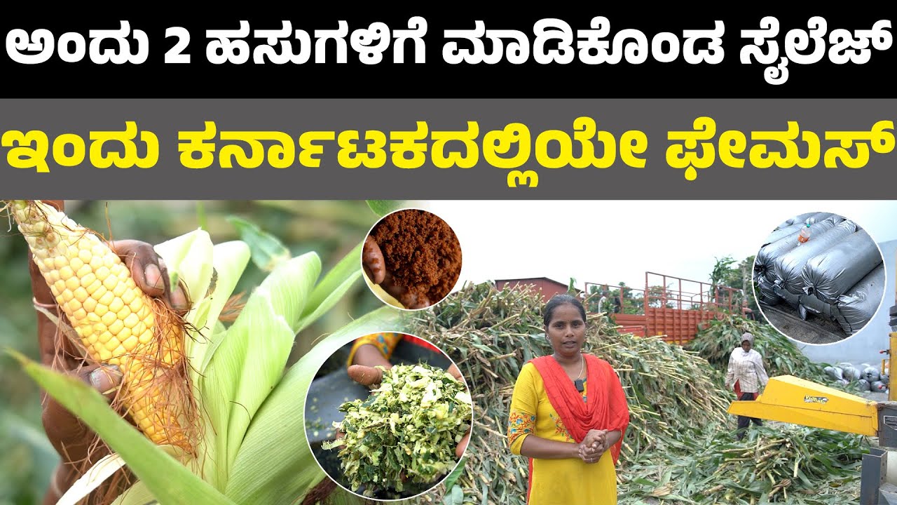 ಎಲ್ಲಾ ಟೈಮನಲ್ಲೂ ಸೈಲೆಜ್ ಸಿಗುತ್ತೆ I Kh ನಗರ ಭದ್ರಾವತಿ I silage making in kannada I krushi suddi