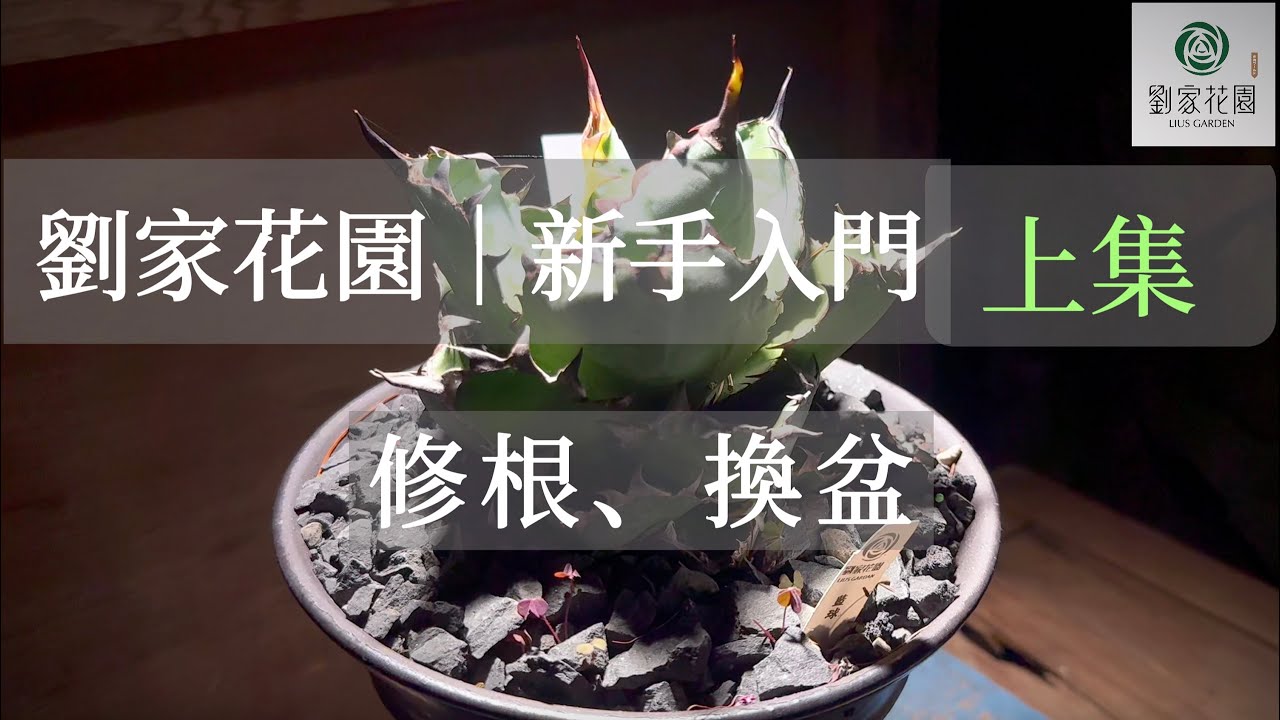 劉家花園—新手入門系列｜多肉植物修根換盆 上集｜百合科、景天科、龍舌蘭修根詳細介紹