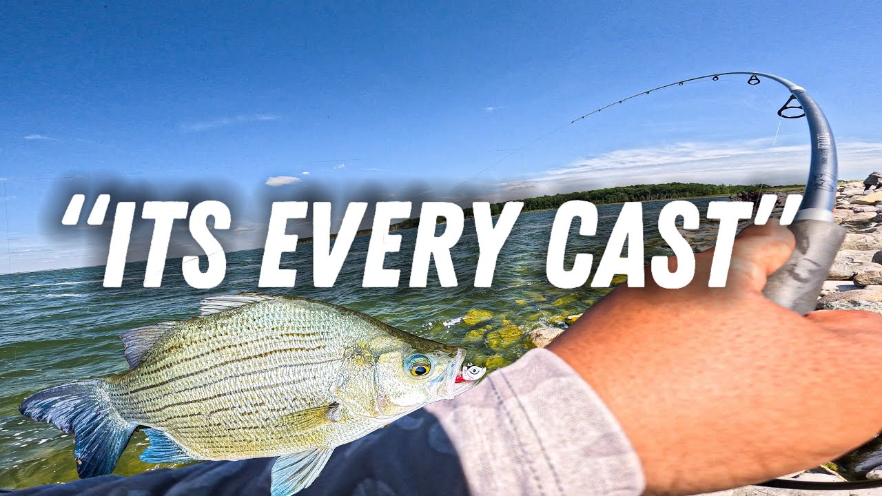 WHITE BASS FEEDING FRENZY! Devils lake , ND
