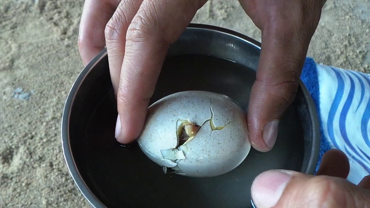 Cách lấy trứng gà ấp bị sáp