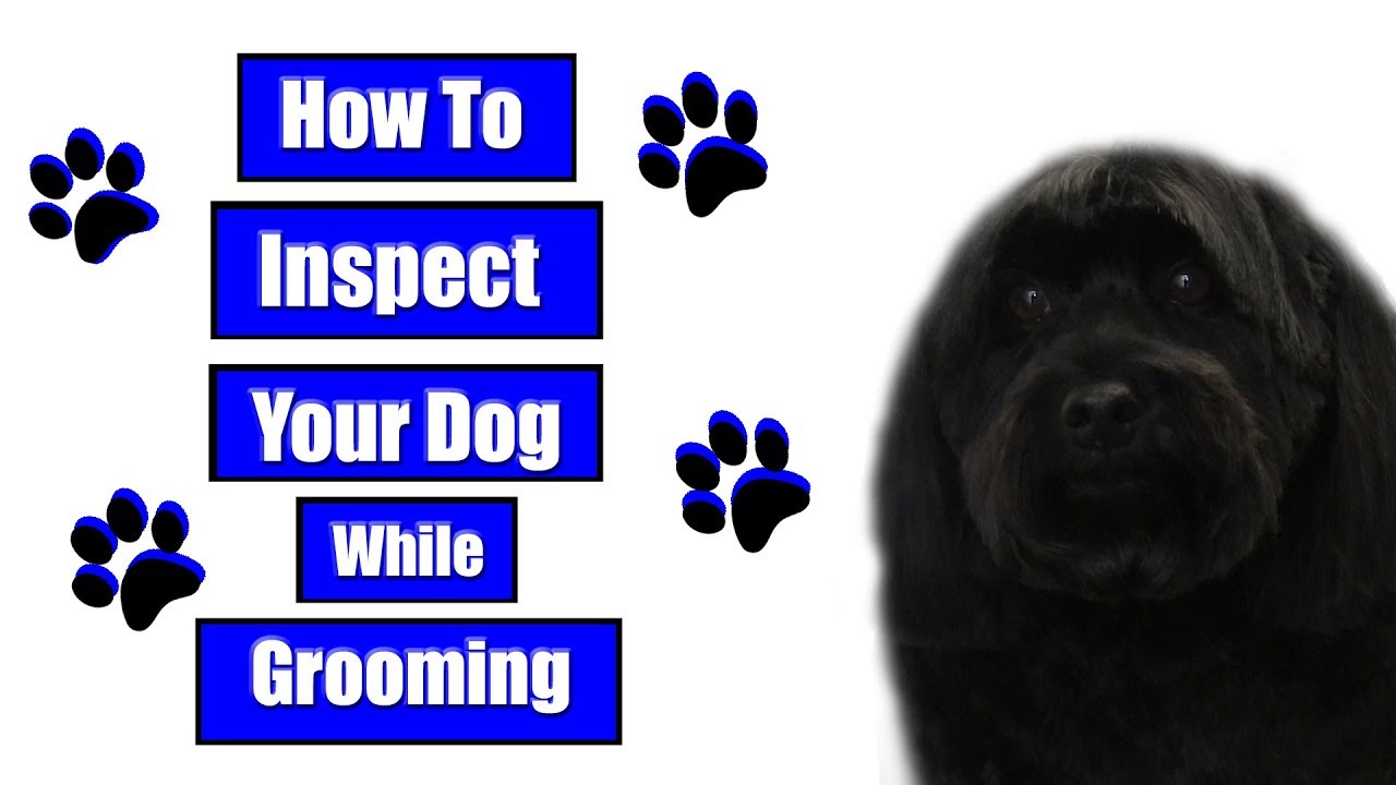 How To Inspect Your Dog While Grooming