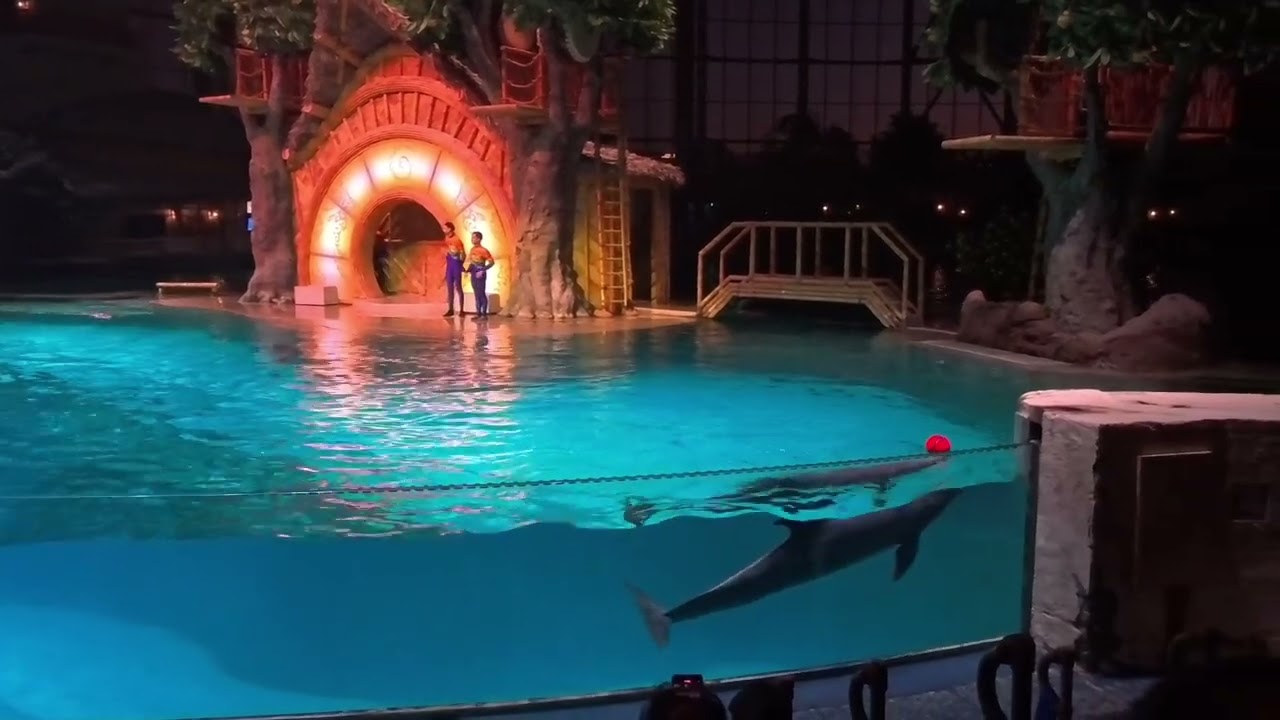 VLOG|AMAZING Dolphin Show 🐬 | SeaWorld Abu Dhabi Yas Island Tour – Part 4