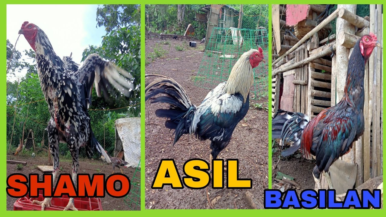 SHAMO ASIL BASILAN | UPDATE SA MANOKAN