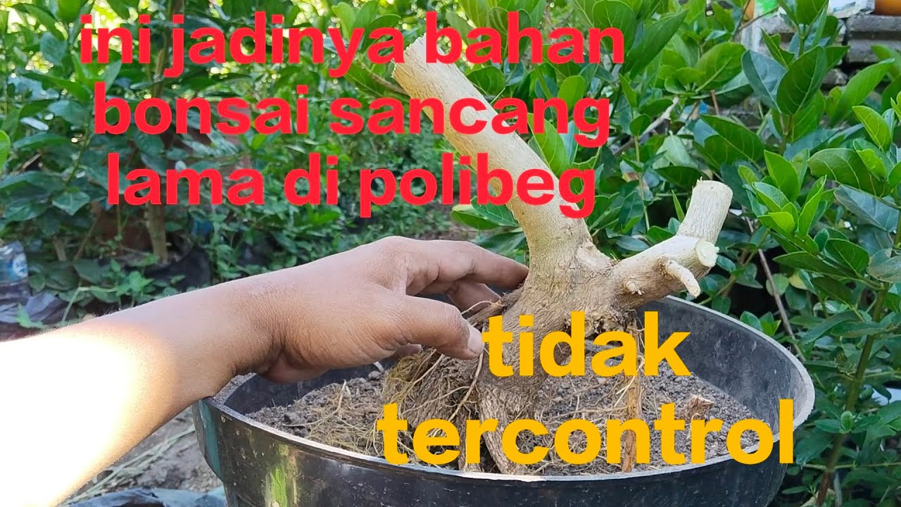 ini jadinya bahan bonsai sancang lama di polibeg dan tdk tercontrol #belajarbonsai