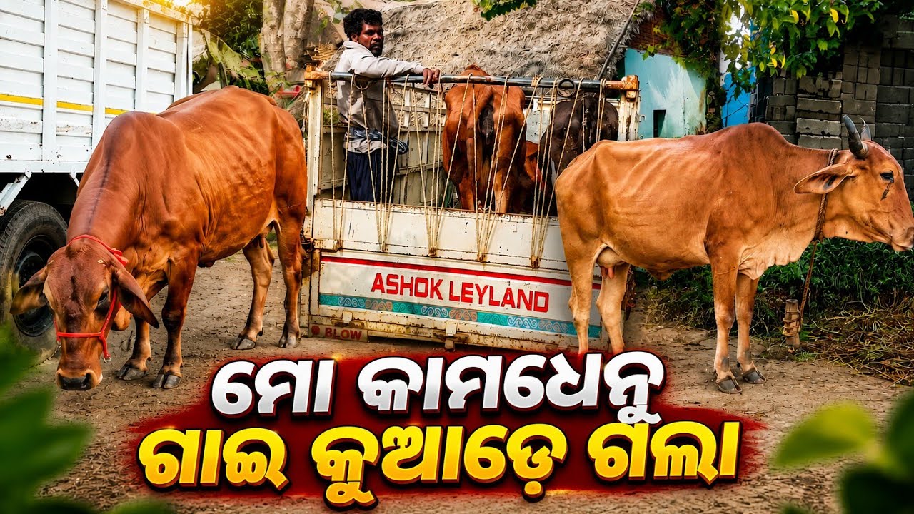 Dairy farming update on My Kamdhenu Yojana Cows 