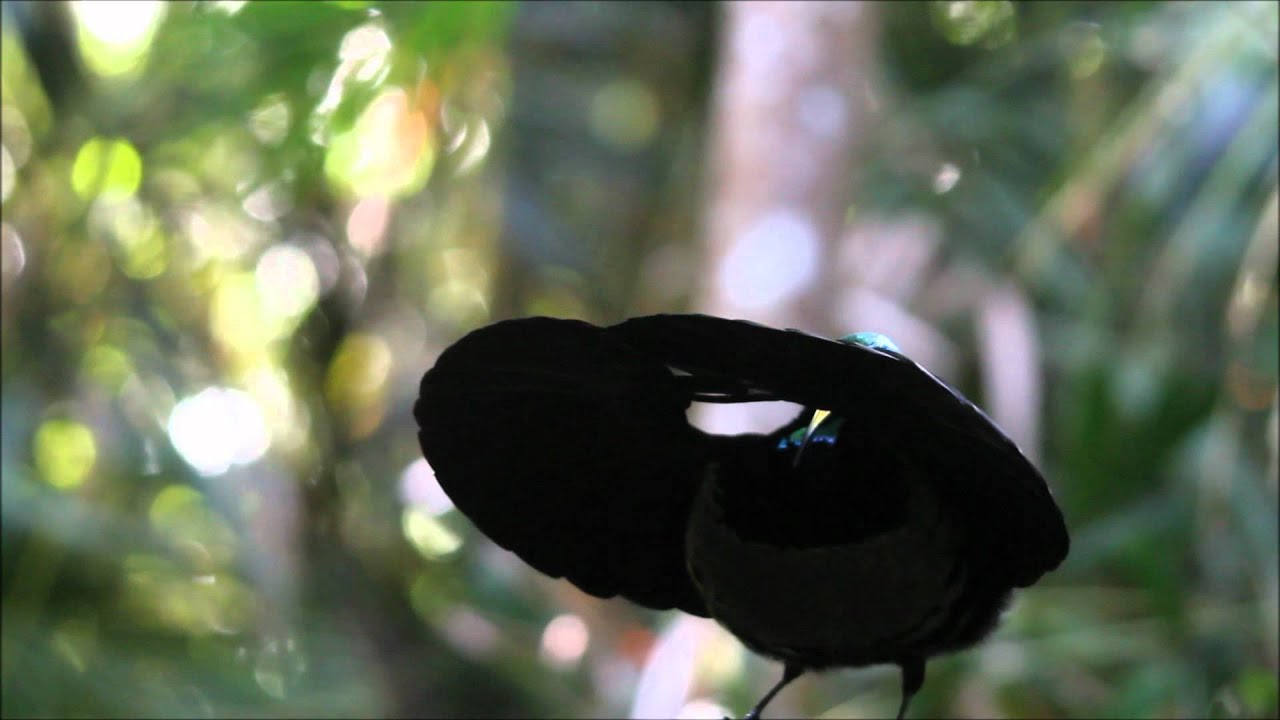 Victoria's Riflebird - Bird of Paradise