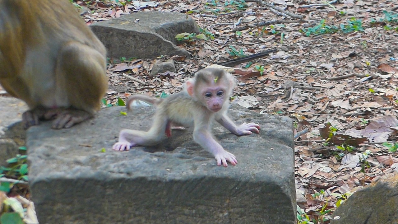 Newborn Levy seem doesn't want to walk today cuz Levy need more milk