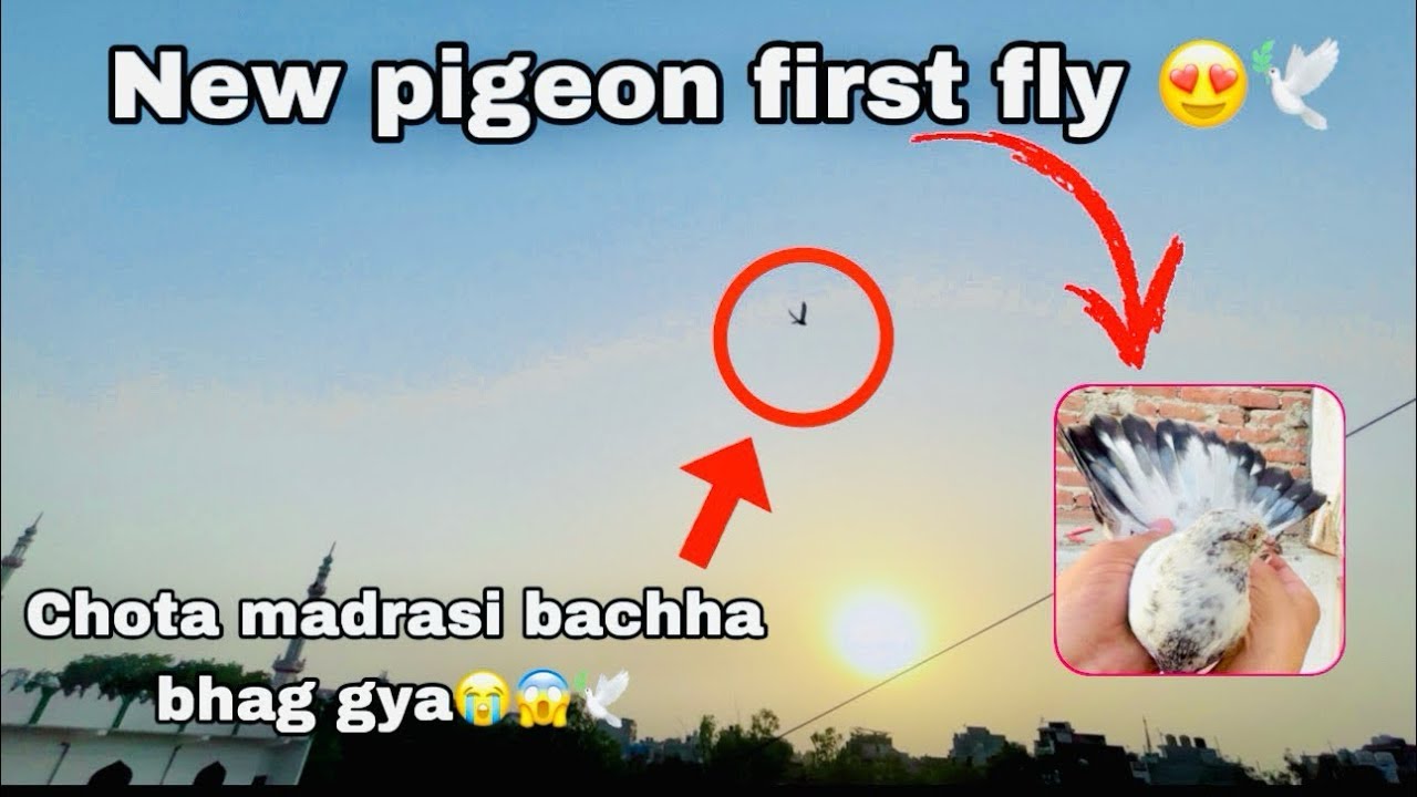 Is Kabutar Ko Udha Kar Bhot Badi Glti Kardi Mene😱🕊️😱