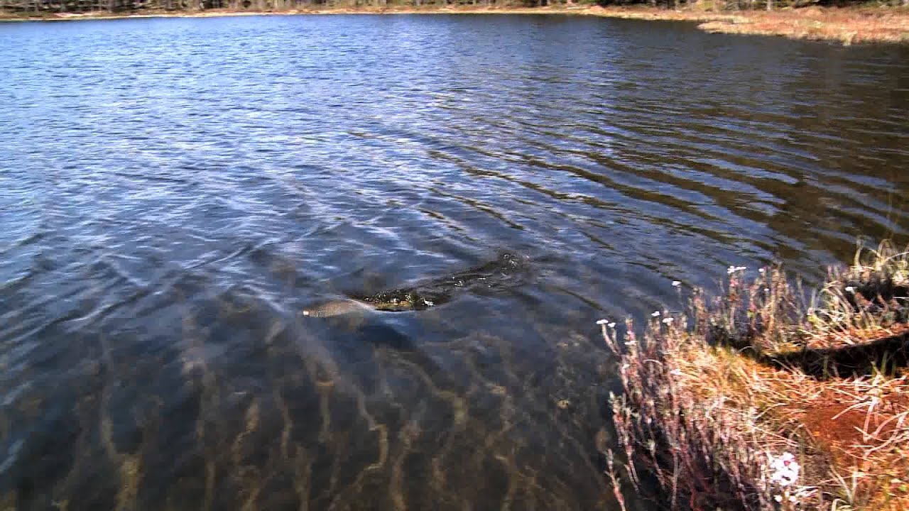 Fiskekväll i Idre. Öring, röding och gott kokkaffe.