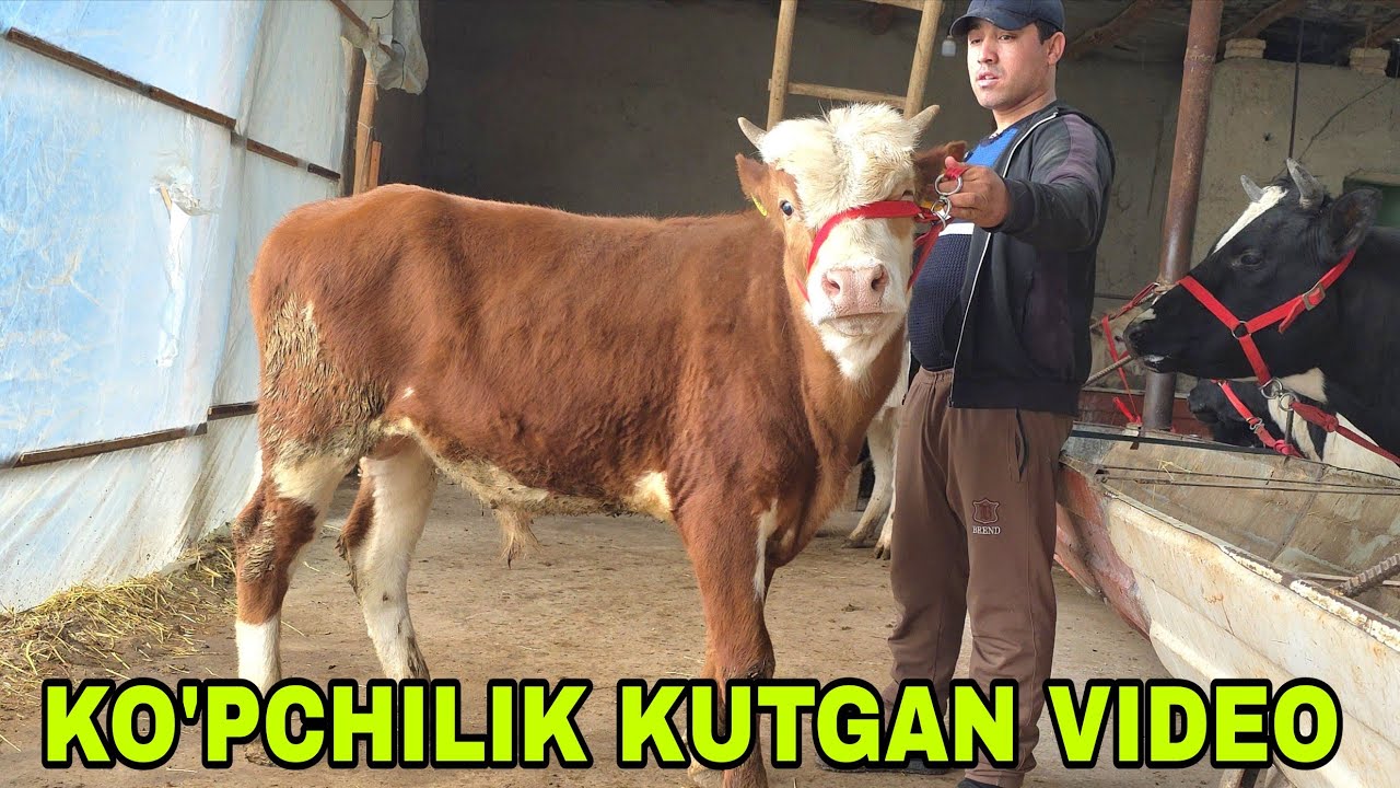 Azizbek va Boburjondanbugunsiz kutgan g'unajinlar buqalar va ona bola sigirlar5-mart, 2026