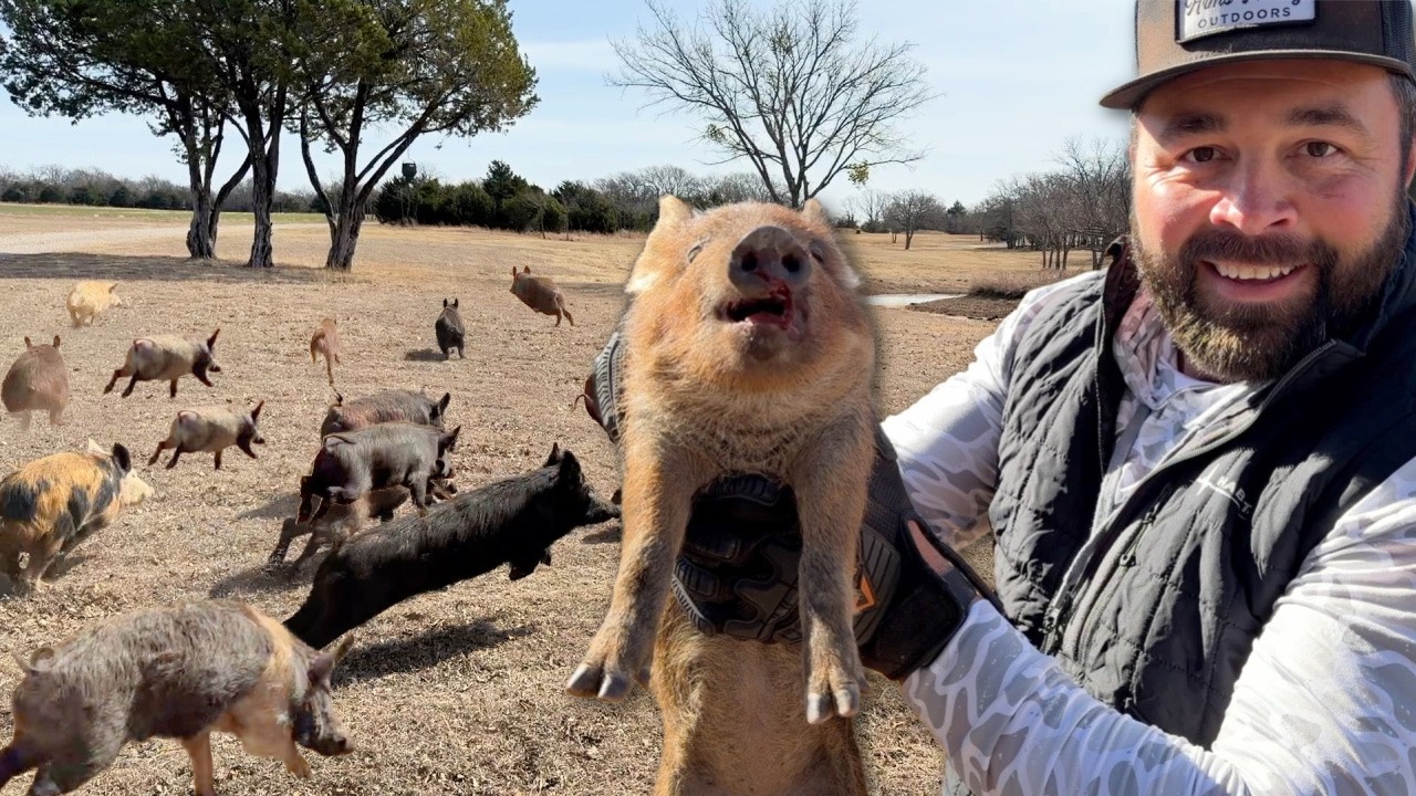 Where Do All Of These Wild Pigs Go?