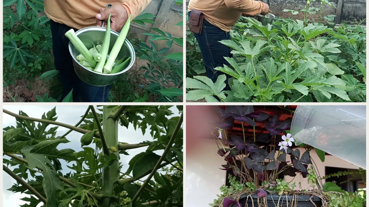 Plantando pés de jiló/colhendo quiabo/marido limpou o quintal 