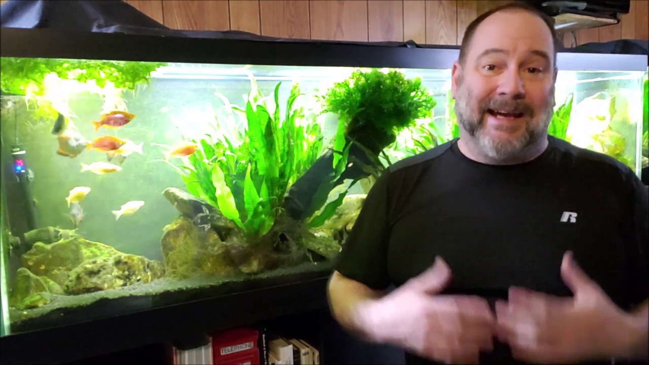 Can There Be Enough Beneficial Bacteria In My Tank And Filter At The Same Time?