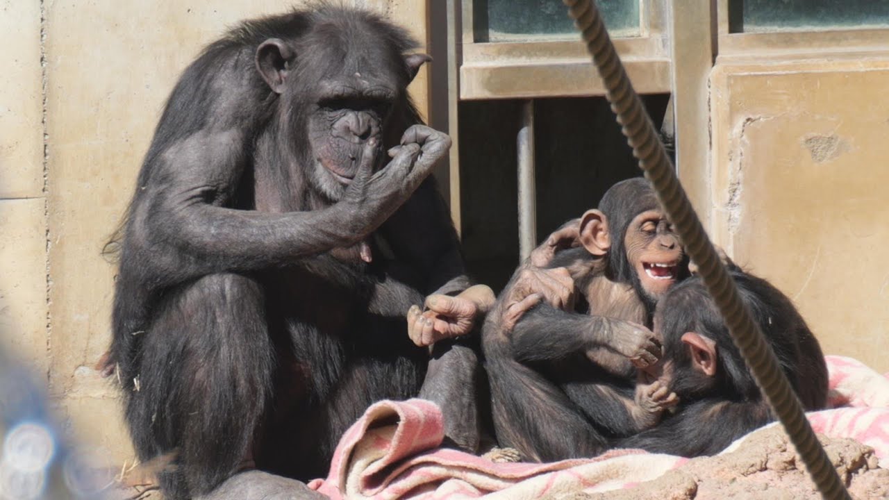 プラムとシジミの遊びはソフトだね　多摩動物公園　チンパンジー　202602