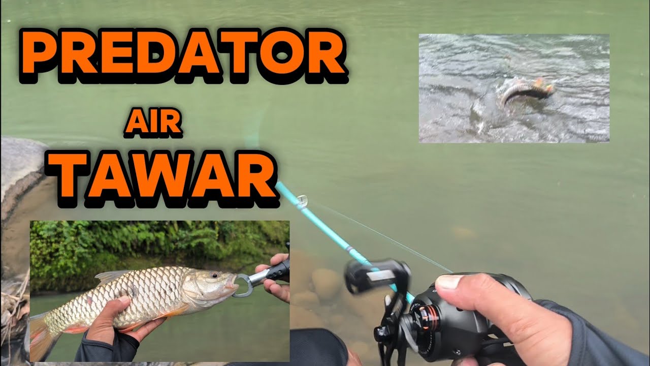 Melawan predator air tawar kali ringin😱😱‼️💥