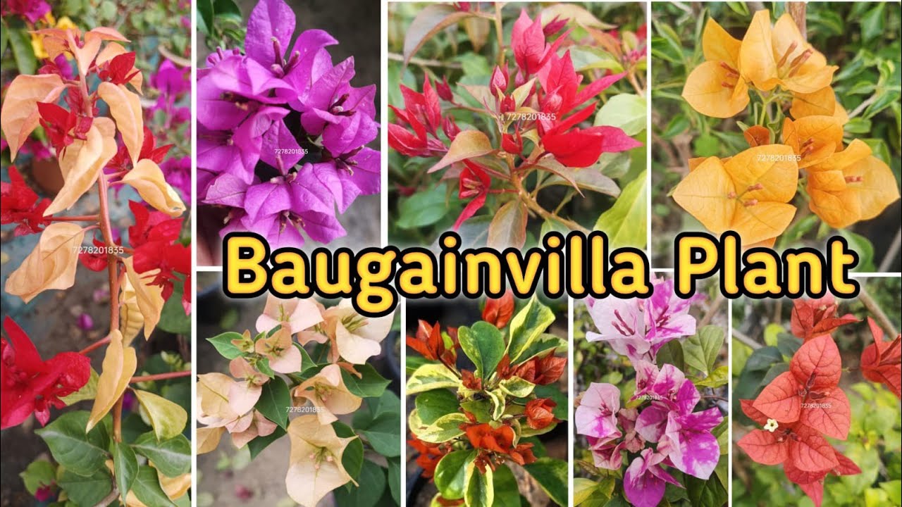 Baugainvilla plant all india home delivery. LOW price.#bougainvilla #gardening #plants 