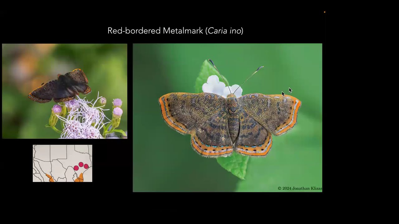 Butterflies of the Rio Grande Valley - New Jersey Butterfly Club May 2025 Meeting